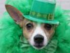 Irish dog with hat